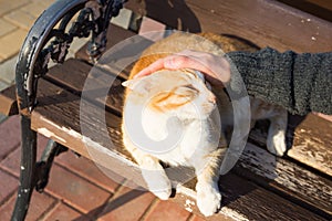 Homeless cat, pet and animals concept - Man stroking cat`s head