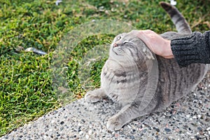 Homeless cat, pet and animals concept - Man stroking cat`s head