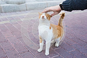 Homeless cat, pet and animals concept - Man stroking cat`s head