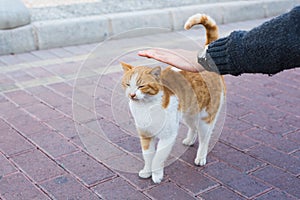 Homeless cat, pet and animals concept - Man stroking cat`s head