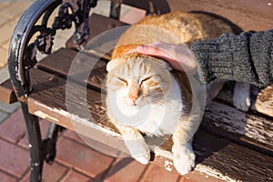 Homeless cat, pet and animals concept - Man stroking cat`s head