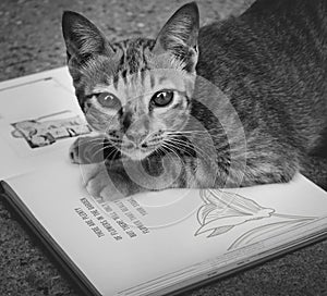 Homeless Cat Playing Book Concept