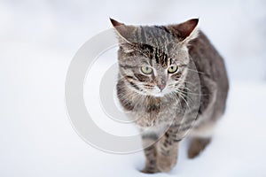 Homeless cat portrait, walking alone, cold winter day.