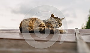 A homeless cat is resting on a rusty roof. A striped brown lonely cat lies on the iron roof of a barn. An old and hungry street