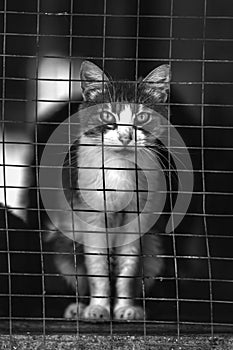 Homeless cat in a shelter for cats. Animal in the cage