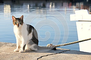 A homeless cat sits in the port near the boats in the soft sunshine on the sea water background
