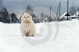 Homeless cat sits on the snowy village road on a frosty winter day