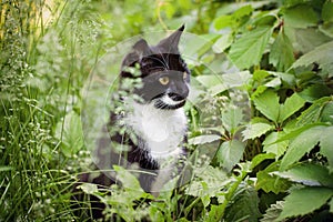 A homeless cat is sitting in a park in green foliage.