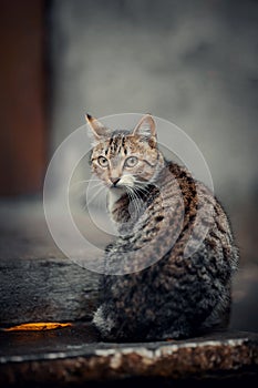 Homeless cat is sitting on the steps near the front door