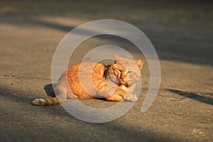 Homeless cat sitting on the stree photo