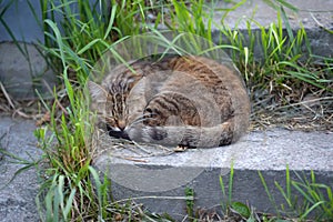 Homeless cat sleeping on the street