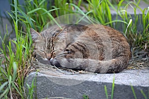 Homeless cat sleeping on the street