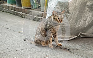 Homeless cat on street