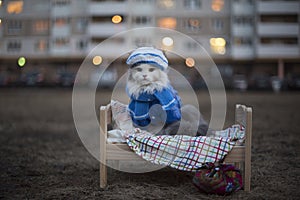 Homeless cat on the street on a cold night