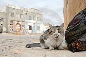 Homeless cat in Tunisia