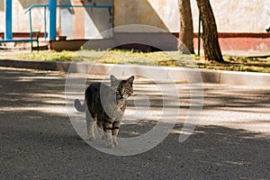 a homeless cat is walking down the street