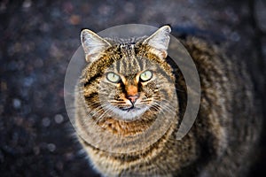 homeless cat is warmed up in a sewer hatch