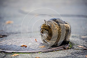 homeless cat is warmed up in a sewer hatch