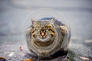 homeless cat is warmed up in a sewer hatch