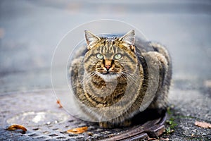 homeless cat is warmed up in a sewer hatch