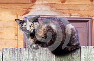 Homeless cat on wooden fence angrily looking into the camera lens.