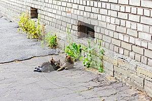 Sin hogar gato joven madre alimentación gatitos acostada lindo 