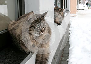 Homeless cats