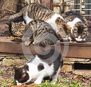 Homeless cats on a city street. People feed abandoned animals.