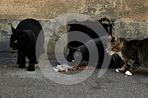 Homeless cats eating outside