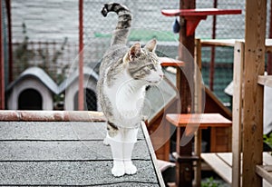 Homeless cats in shelter