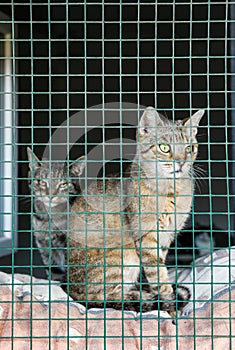 Homeless cats in shelter