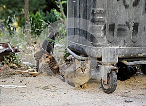 Homeless cats waitig for the food next to trash can.