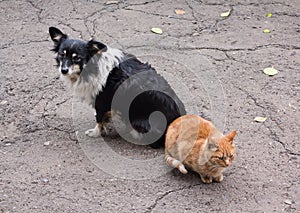 Homeless comrades, cat and dog photo