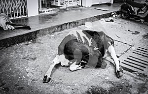 Homeless cow lying on the pavement in Indian city