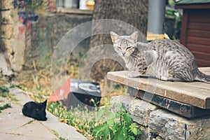 Homeless cute cat lies on the street and rests. Turkey, Istanbul. The problem of homeless animals in cities.