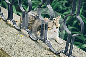 Homeless cute cat lies on the street and rests. Turkey, Istanbul. The problem of homeless animals in cities.