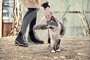 Homeless cute cat loves when a girl strokes him. Homeless animals protection concept. A spotted loving cat loves affection. Love