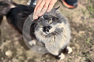 Homeless cute cat loves when a girl strokes him. Homeless animals protection concept. A spotted loving cat loves affection. Love