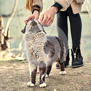 Homeless cute cat loves when a girl strokes him. Homeless animals protection concept. A spotted loving cat loves affection. Love