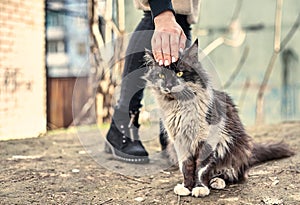 Homeless cute cat loves when a girl strokes him. Homeless animals protection concept. A spotted loving cat loves affection. Love