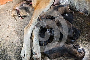 Homeless dog and baby sleeping on street with flys and flea on t