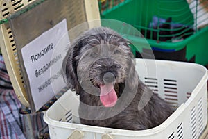 Homeless dog in a basket