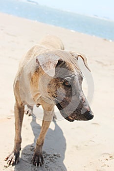 Homeless Dog on the Beach