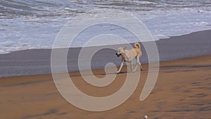 Homeless dog in beach and playing