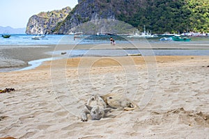 Homeless dog on the beach. Sleeping dog on sea coast, Asia. Adorable tired pet on hot summer day. Gray dog lying on sand.