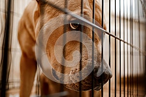 Homeless dog behind bars in an animal shelter