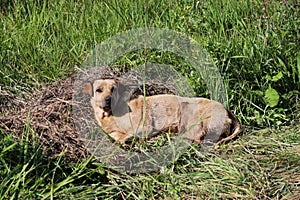 A homeless dog of beige compactly lies on the grass.
