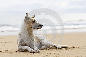 Homeless dog on brown sand beach. Homeless dog relaxing on brown sand tropical beach