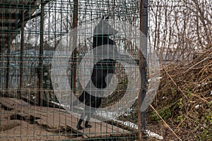 Homeless dog in a cage at a shelter. Homeless dog behind the bars looks with huge sad eyes