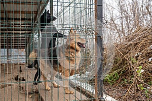 Homeless dog in a cage at a shelter. Homeless dog behind the bars looks with huge sad eyes
